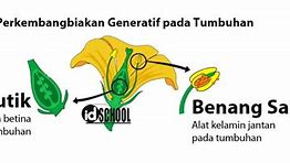 Contoh Gambar Perkembangbiakan Generatif Pada Tumbuhan